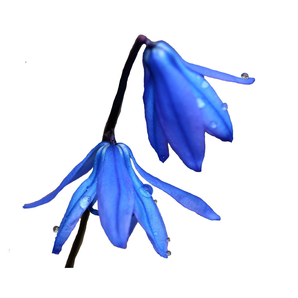 My Shiney Hiney Spring Rain Bath Balls