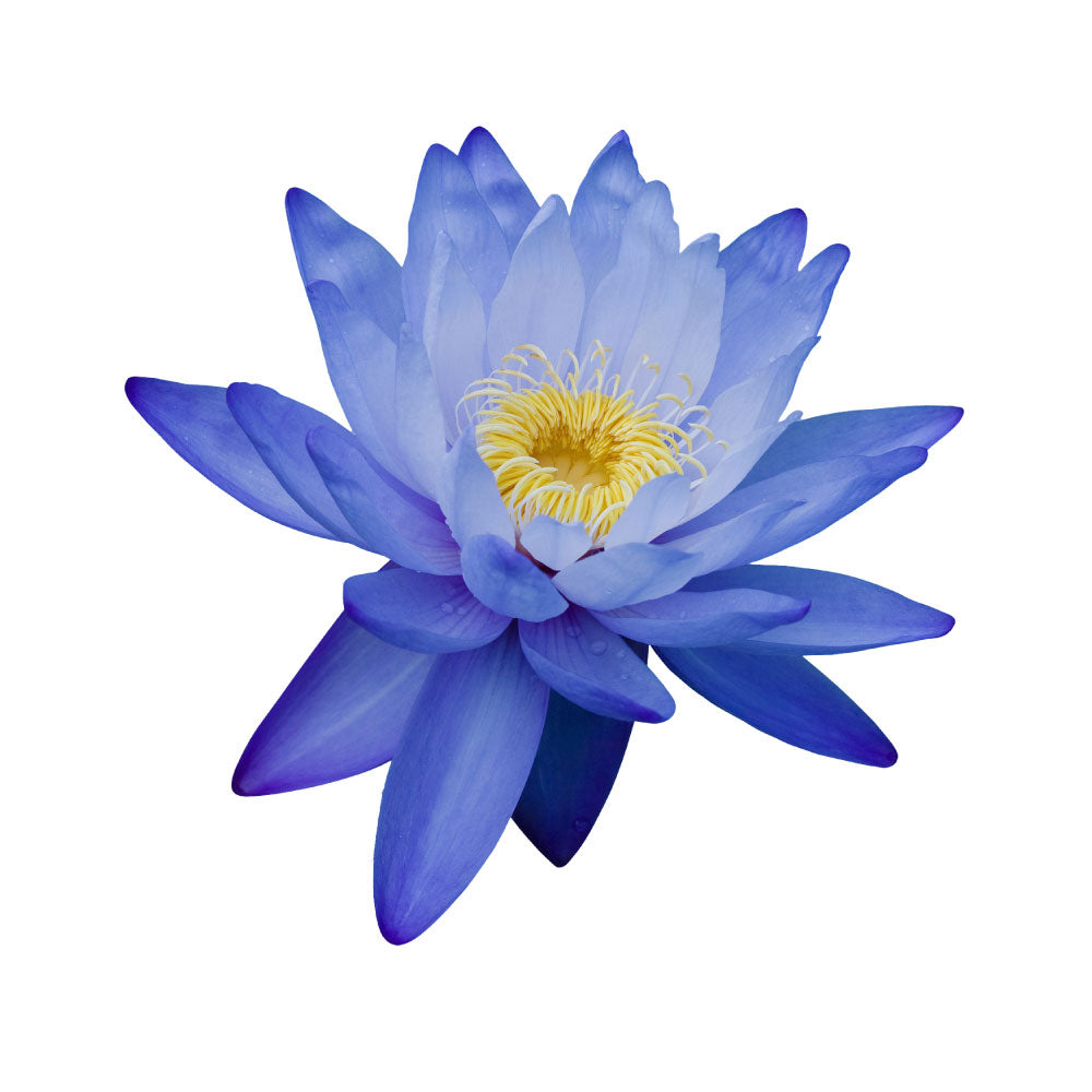 My Shiney Hiney Blue Water Lily Bath Ball