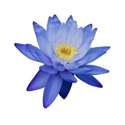 My Shiney Hiney Blue Water Lily Bath Ball